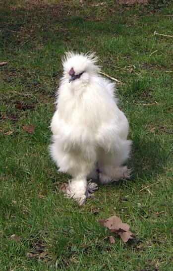 yeti.jpg