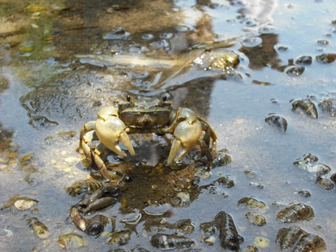 mr. crab.JPG