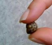 срамежлив е, не ще да се покаже