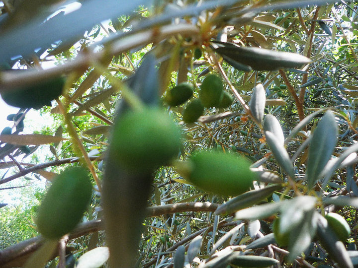 olives.jpg