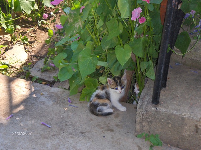 HPIM0315.JPG